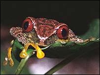 Frogs eyes