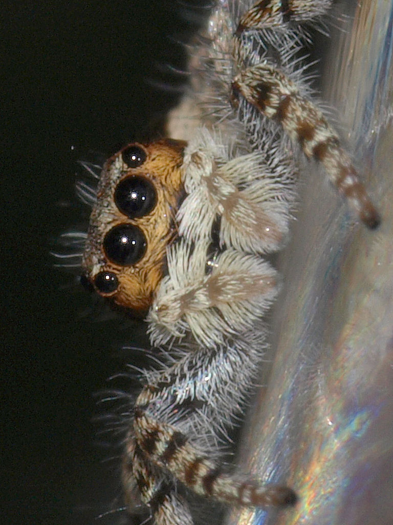 Jumping spider two
